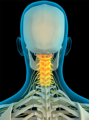 Cervical Spine Anatomy