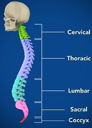 Anatomy of the Spine